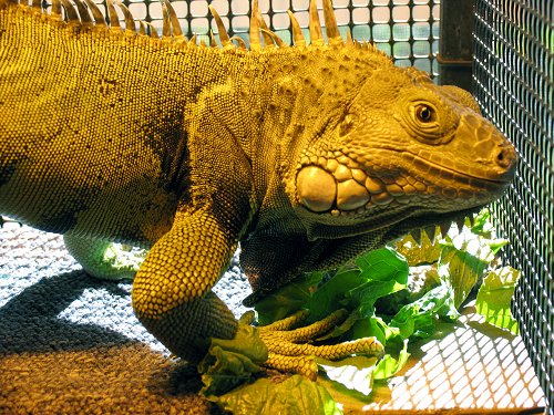 Close up - An brown iguana standing on leaves looking to the right under a heat lamp.