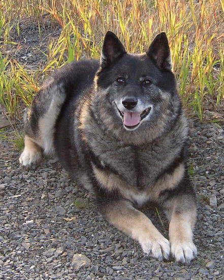 View from the front - A perk-eared, medium-haired, large, black with tan and white dog laying in gravel in front of tall grass.