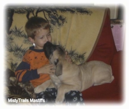A tan with black English Mastiff puppy is laying on a red couch and licking the face of a boy sitting next to it. There is a tan throw blanket with a tree print on it behind them.