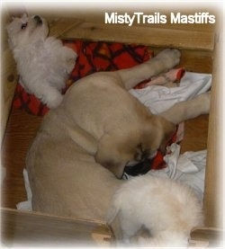 A tan with black English Mastiff puppy is laying in a small whelping box and looking at a white Havanese puppy. Behind it is a second white Havanese puppy that is jumped up with its paw on the Mastiffs back.