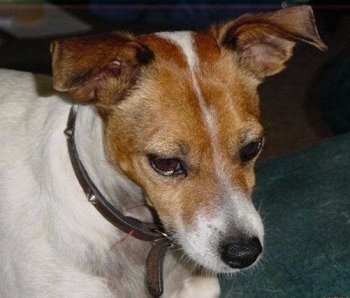 Close up upper body shot - A white with tan Miniature Fox Terrier is wearing a brown leather collar looking down.