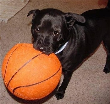 Thunder Dogg the black Chabrador standing on a carpet with a basketball in his mouth