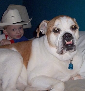 Close up - A tan with white Olde English Bulldogge is laying on a human's bed in front of a little boy in a cowboy hat. The dog has a big underbite causing its front teeth to rest on its upper lips.
