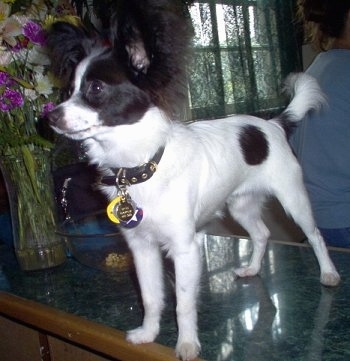 Front side view - A white with black Papillon Puppy is standing on a marble coffee table looking to the left.