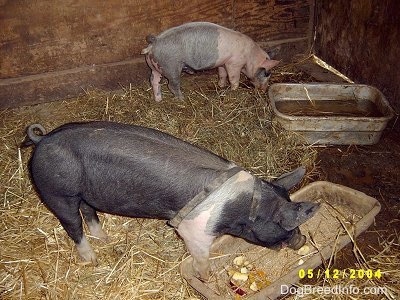 A pink with black Piglet is eating hay and it is standing near a backwall. There is a black with pink Piglet eating apples out of a pan.