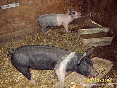 A pink and black piglet is standing in the back of a barn and it is looking up, its mouth is slightly open. There is a black with pink piglet eating apples out of a pan.