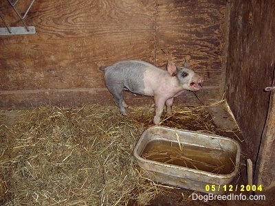 A pink and black Piglet is standing in Hay against the back wall of their enclosure inside of a barn. It has its mouth open because it is chewing on an apple.