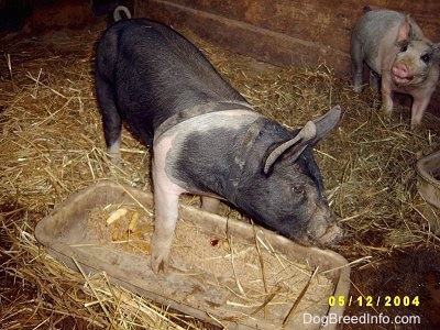 A black with pink Piglet has its front left leg in the pan it was eating food out of. There is a black and pink piglet standing on the other side of the barn it is looking at the other piglet.
