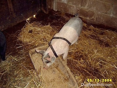 A pink and black Piglet is standing behind a pan and it is sniffing it.