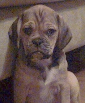 Close up head and upper body shot - A brown with black wrinkly faced Puggle puppy is sitting against a couch and it is looking forward.