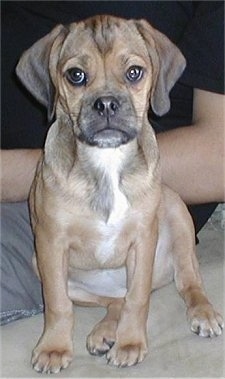 Close up front view - A brown with black and white wrinkly faced Puggle puppy is sitting on a couch and there is a person behind it.
