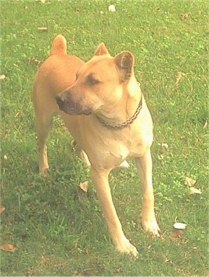 Front side view - A tan with white Cimarron Uruguayo is standing on grass looking to the left. Its ears are cropped small and round.