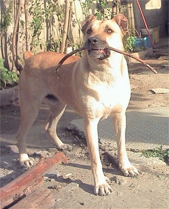 A tan with white Cimarron Uruguayo dog is standing in a dirt back yard with a stick in its mouth looking forward. Its ears are cropped to a round shape and are small in size. Its eyes are golden in color.