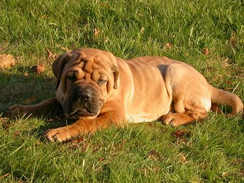 Side view - A tan Presso de Presa Mallorquin puppy is laying in grass and it is looking forward. It is wrinkly with a lot of extra skin.