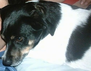 Close up upper body shot - A black and white Perro Ratonero Andaluz is laying on top of a person looking to the left.