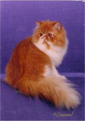Bicolor Persian Cat is sitting on a purple backdrop. It is sitting with its back to the camera holder and its head is turned to the left