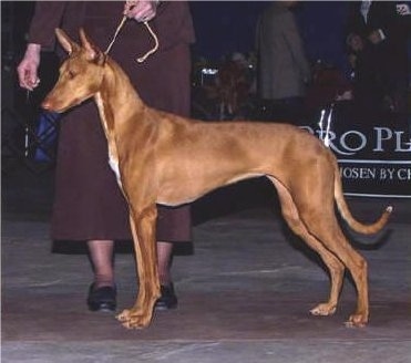 pharaoh dog breed