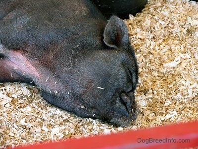Close up head shot - A black Hog is sleeping in a pen.