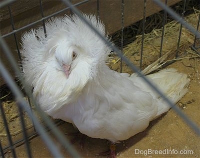 A white Pigeon is standing in a cage and its neck fur is fluffed out like a mane turned upside down.