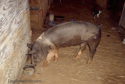 Inside of an old barn that was built in the 1800s, a black with pink pig is sniffing in front of a wall next to a small black bowl. There is a black with white cat in the background