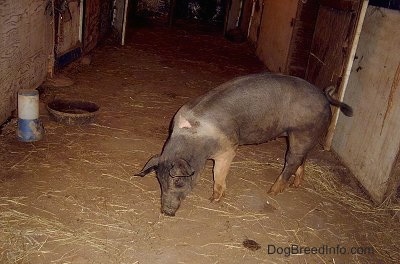 A black with pink pig is sniffing around through a barn