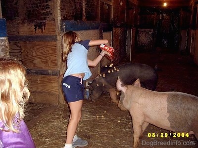 A blonde-haired girl in a blue shirt is dumping out crackers on to the floor of a barn for the gray and pink pig who is looking at the crackers fall. A black with pink pig is in the background digging towards the wall. There is a second little girl watching.