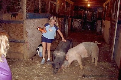 A gray and pink and A black with pink pig are eating the crackers. A blonde-haired girl in a blue shirt has her hand on the back of the black pig.