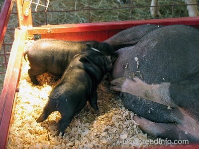 Two black with white Piglets are nursing from there mother Hog.
