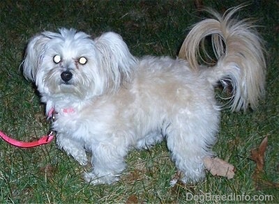 A white with tan Pomapoo is standing across a yard and it is looking forward. It has longer fringe hair on its ring tail.