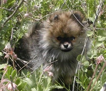 A small fluffy tan with black and white Pomeranian puppy is sitting in a bush.