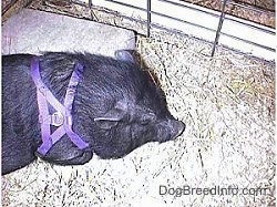 A pot bellied pig is wearing a purple harness standing in hay and it is looking to the left.
