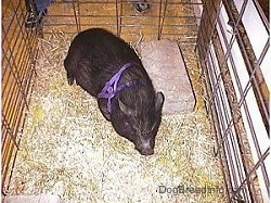 A pot bellied pig is standing in hay and it is looking forward. There is a person behind it.