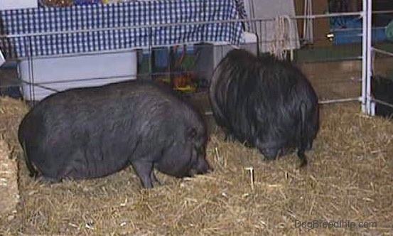 Two fat, furry, black pot bellied pigs are standing in hay in an enclosure. One is eating the hay and another one is looking out of the enclosure.