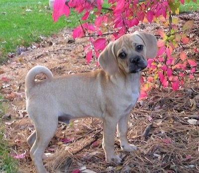 The right side of a tan with black Puggle puppy standing under a tree that has hot pink leaves. The dogs tail is curled up over its back and its head is tilted to the left.