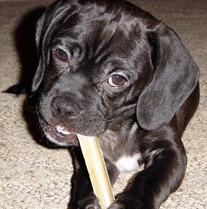 Close up front view - a black with white Puggle puppy is laying on a carpet and it is chewing a rawhide bone.
