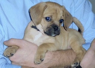 Side view - A tan with white Puggle puppy is laying in a persons arm. Its head is down and turned to the right, but the puppy is looking to the left. The pup has big ears compared to the size of its head.