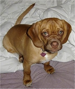 A red with white Puggle is sitting on a bed and it is looking up.