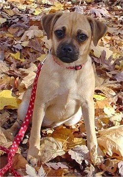 Front view - A tan with white Puggle puppy is sitting on leaves and it is looking forward. Its head is slightly tilted to the right.