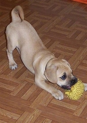 A tan with black Puggle puppy is chewing on a spiky yellow toy while play bowing.