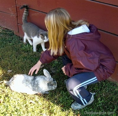 A blonde haired girl is squatting down to pet at a black with white rabbit. Behind her is a cat rubbing its back along a red barn wall and it is leering at the rabbit.