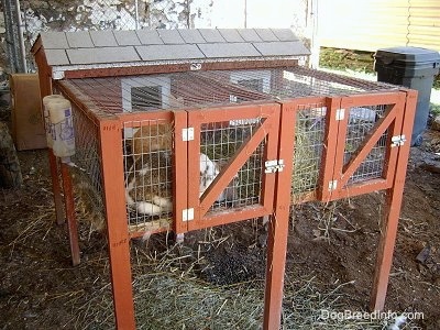 Full view of rabbits in a red double hutch outside.