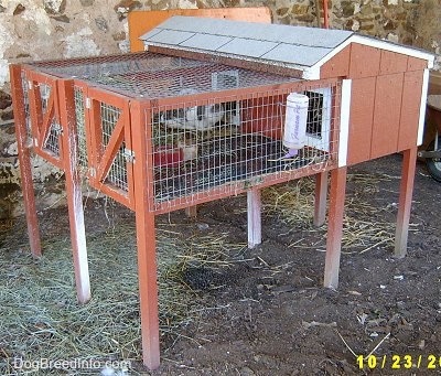 Side view of Rabbits in a red wooden double hutch that is outside.