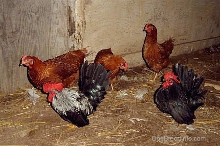 Three Rhode Island Red Hens and Two Banty Roosters are standing and hay and they are moving to the left inside of a chicken coop.