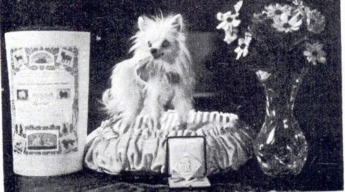 A black and white photo of a Seidenspitz dog that is standing on a dog bed. To the left of it is a bucket, to the right of it is a vase of flowers and the dog is looking towards the left.