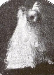 A black and white photo of a Seidenspitz dog that is sitting down. It has long white hair that poofs out and shorter hair on its head.
