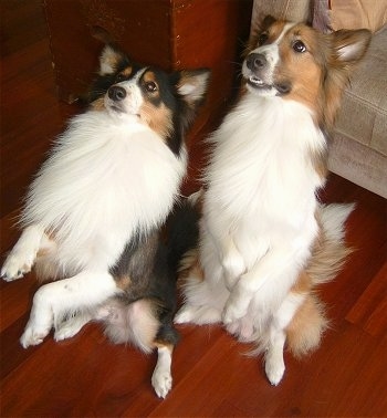 Two Shetland Sheepdogs are sitting on there hind legs in a begging pose with their front paws in the air looking up and to the left. One dog is tan with some black and white and the other dog is black with some tan and white.