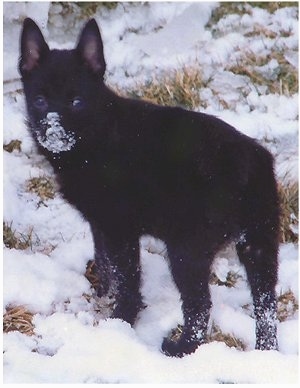 The left side of a black Schipperke puppy that is standing in snow. It is looking forward. The puppy has snow all over its muzzle.