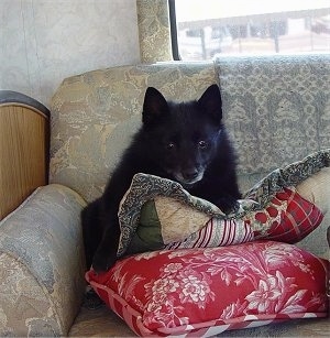 A black Schipperke dog is sitting against the back of a sofa and it is looking forward. There are two pillows in front of it.