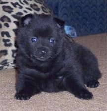 A little fluffy black Schipperke puppy laying on a tan carpet and it is looking forward.