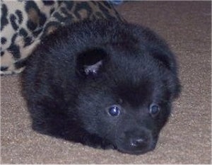 A fluffy black Schipperke puppy is laying down on a carpeted surface and it is looking forward.